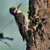 Datlik triprsty - Picoides tridactylus - Eurasian Three-toed Woodpecker 4732